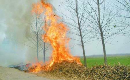秸稈由寶變廢，焚燒問題困擾多