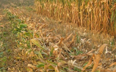 生物質顆粒機開發生物質能對我國能源發展具有特殊意義