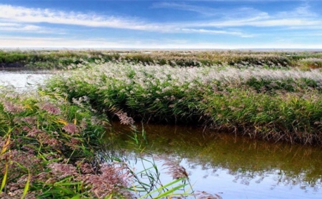湖上開來水草清理船，蘆葦等可作為生物質發電廠原料