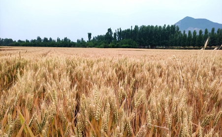 分析我國生物質能源有哪些利用？