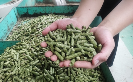 河北生物質顆粒機加工的顆粒為什麼會變黑？