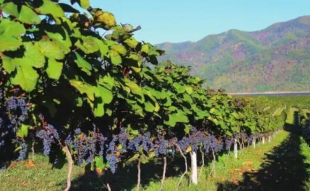 果樹枝可以製作燃燒顆粒嗎？需要用哪種生物質顆粒機？