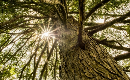 生物質顆粒機，主要都加工哪些原料？