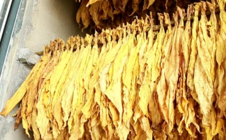 生物質顆粒讓煙農從&ldquo;會種煙&rdquo;到&ldquo;慧種煙&rdquo;